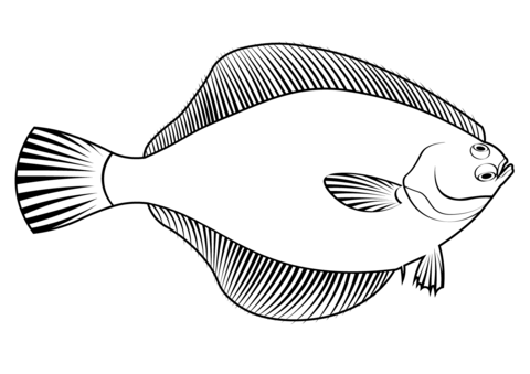 Yellowfin Sole (Limanda Aspera) Coloring Page